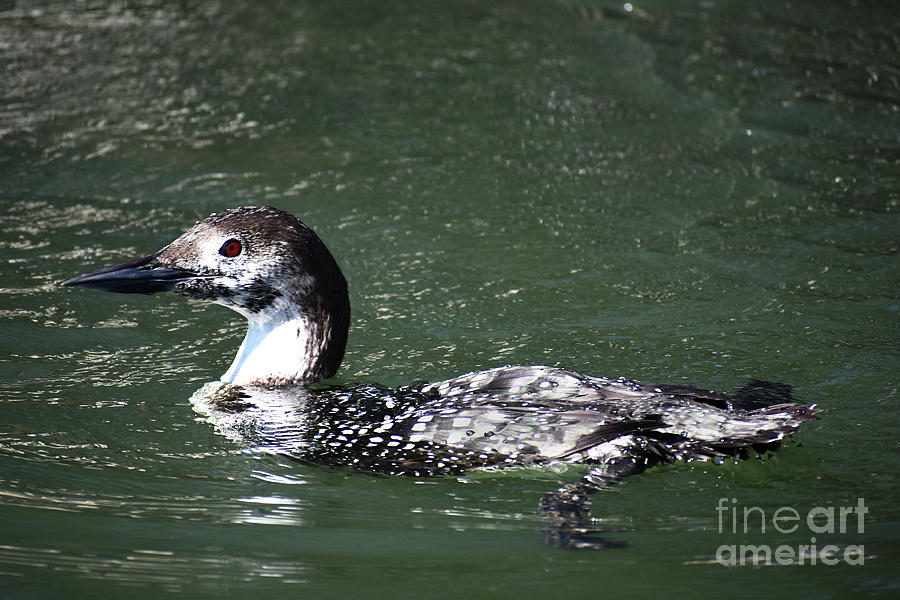 Immature Loon No. 2 Photograph by Skip Willits