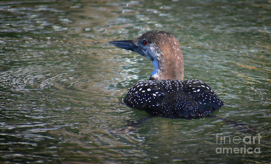 Immature Loon No. 3 Photograph by Skip Willits