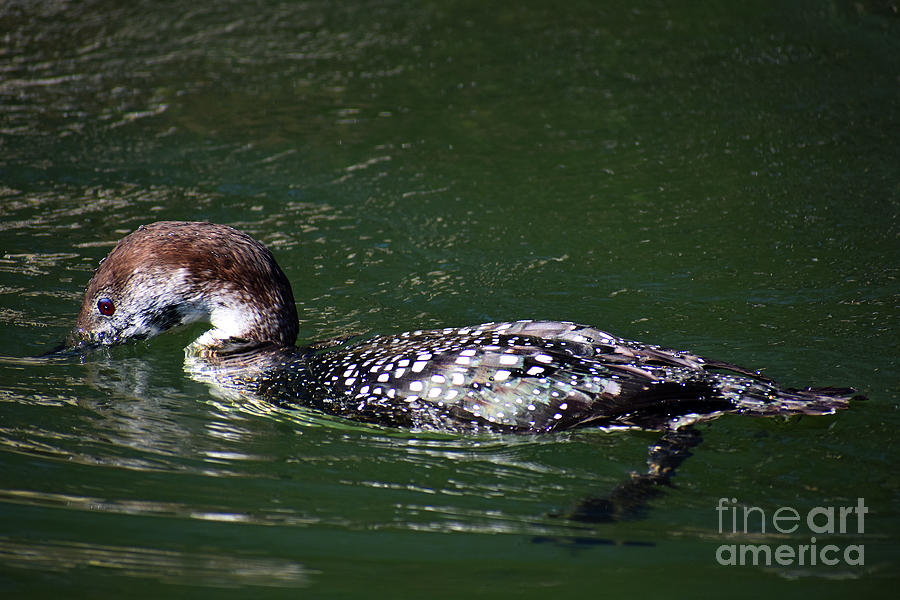 Immature Loon No. 4 Photograph by Skip Willits
