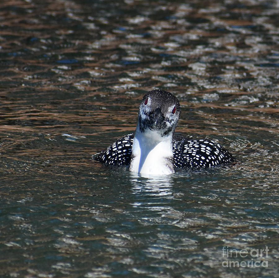 Immature Loon No. 5 Photograph by Skip Willits