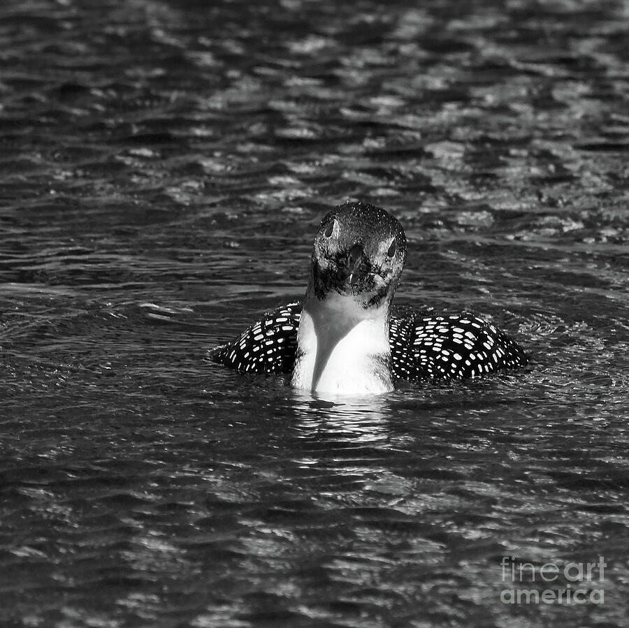 IMMATURE LOON NO. FIVE  BnW Photograph by Skip Willits