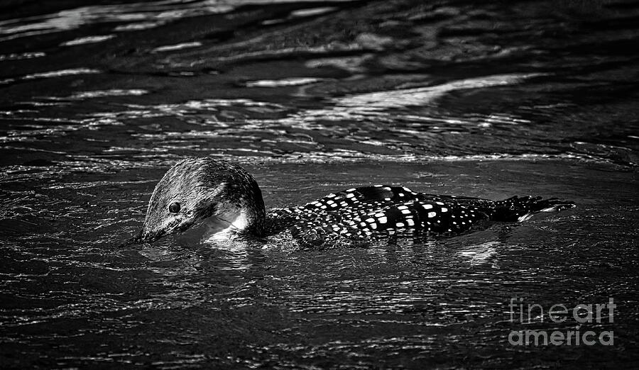 Immature Loon No. Four Photograph by Skip Willits
