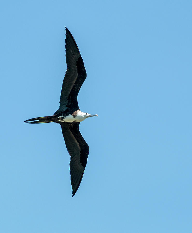 Immature Magnificent Frigatebird Photograph by Norman Johnson - Fine ...