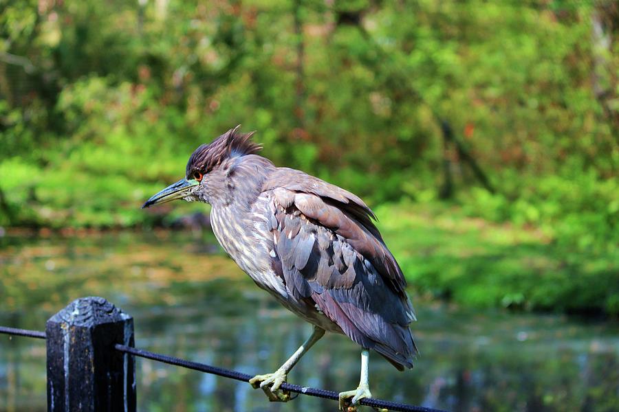 Immature Night Heron Photograph by Cynthia Guinn