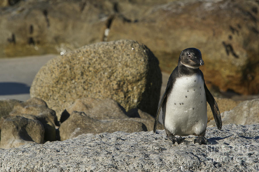 Immature Penguin Photograph by Brian Kamprath
