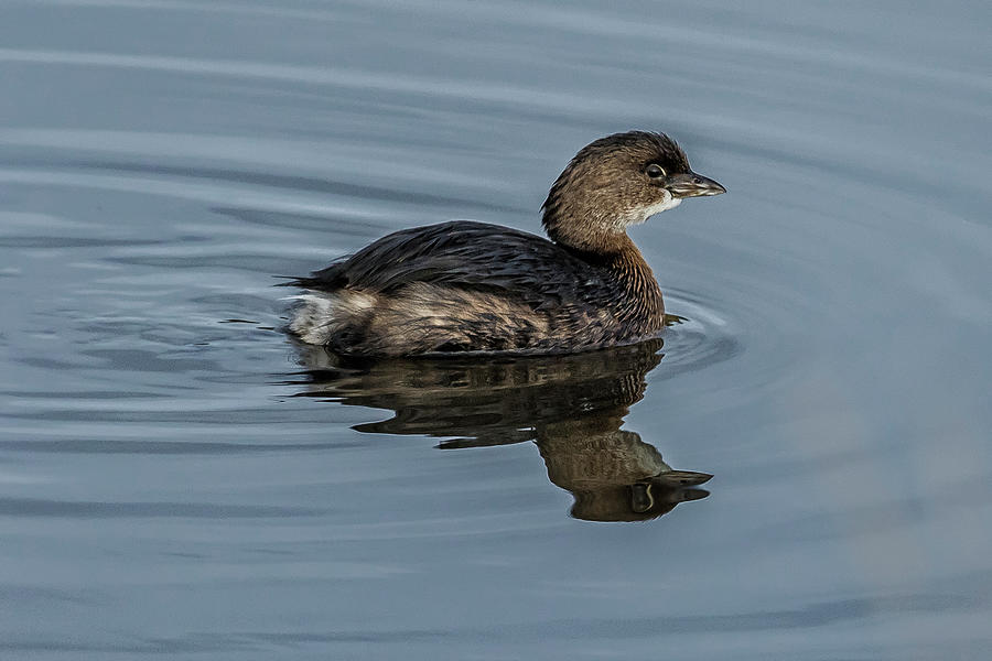 Immature Pied-billed Grebe Photograph by Belinda Greb