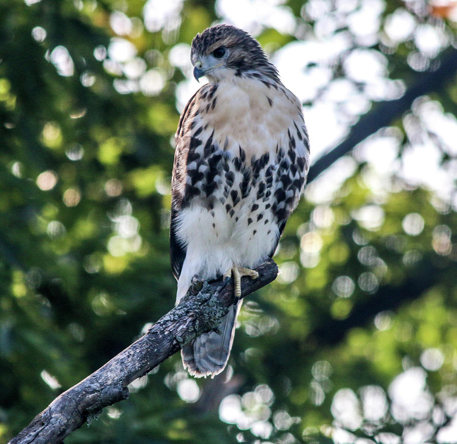 Immature Red Tail Hawk Photograph By William E Rogers - Fine Art America