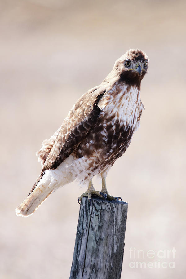 Immature Red Tailed Hawk Photograph by Alyce Taylor