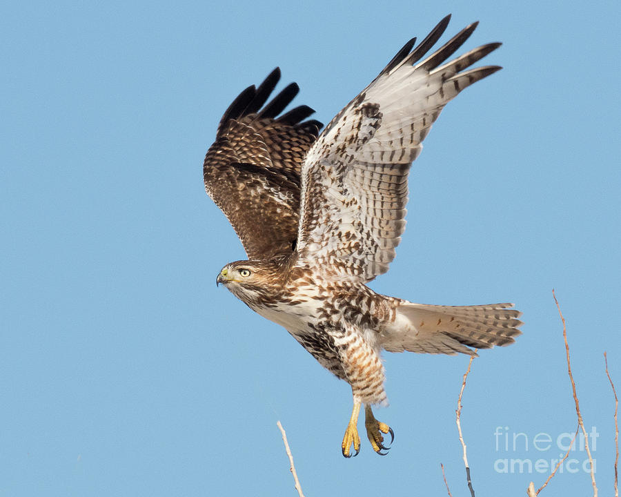 Immature Red Tailed Hawk on the Wing Photograph by Dennis Hammer