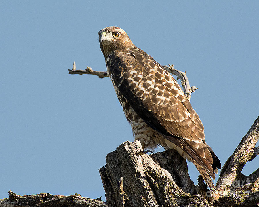 Hawk Photograph - Immature Rough Legged Hawk by Dennis Hammer