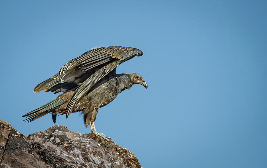 Turkey Photograph - Immature Turkey Vulture 2 by Rick Mosher