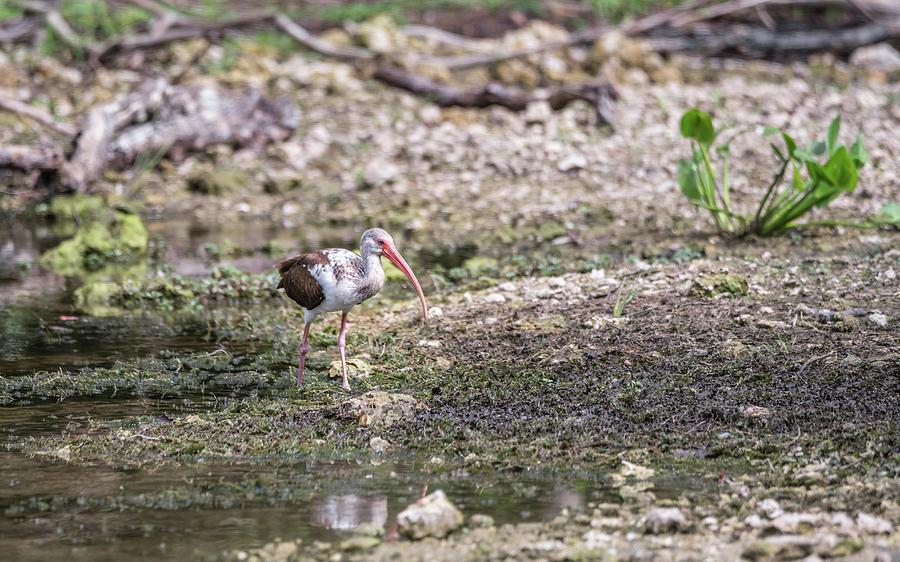 Immature White Ibis Photograph by Framing Places