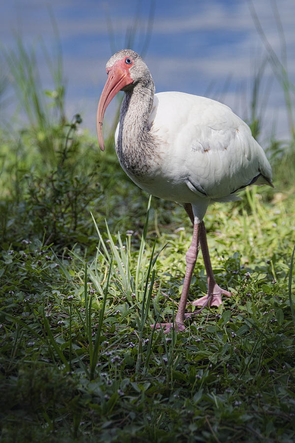 Ibis Photograph - Immature White Ibis  by Saija Lehtonen