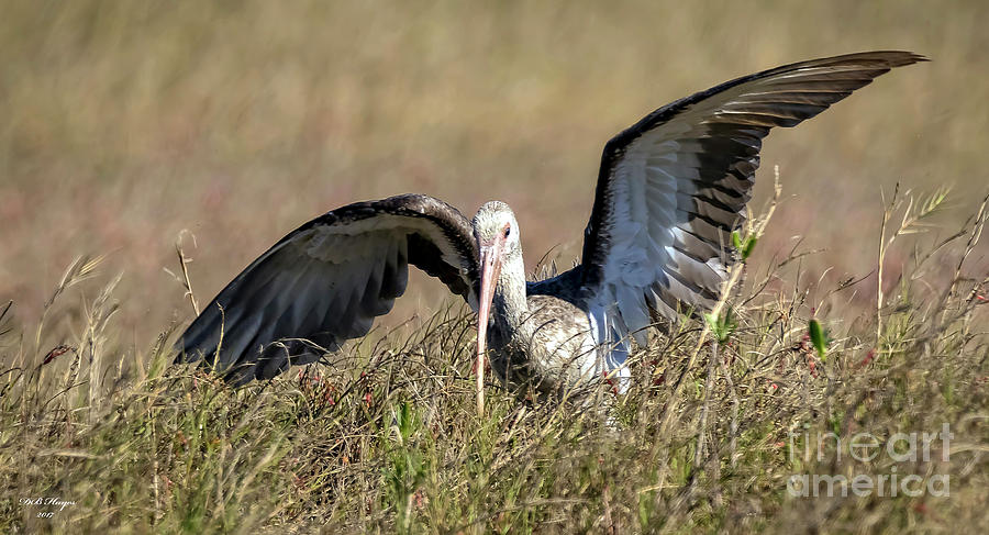 Immature White Ibis Searching Photograph by DB Hayes
