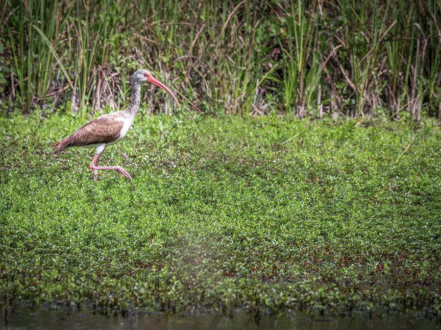 Immature White Ibis stalking Photograph by Framing Places