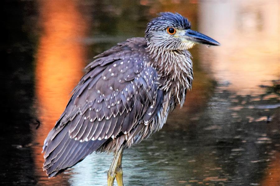 Immature Yellow-Crowned Night Heron 2 Photograph by Mary Ann Artz ...