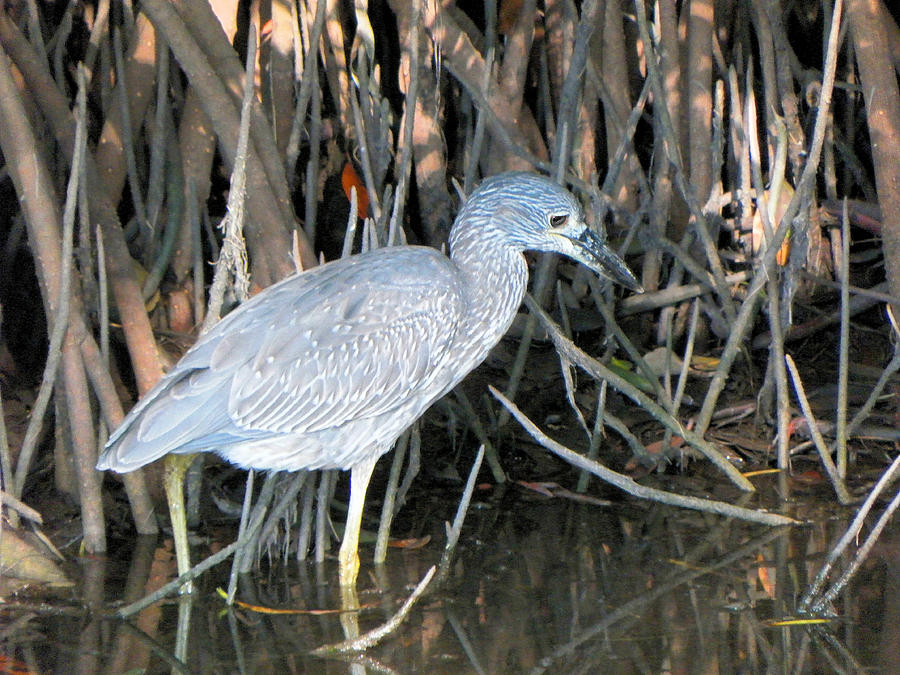 Immature Yellow Crowned Night Heron Photograph by Rosalie Scanlon ...