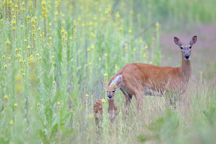Immersed In Mullein Doe Fawn Photograph by Brook Burling