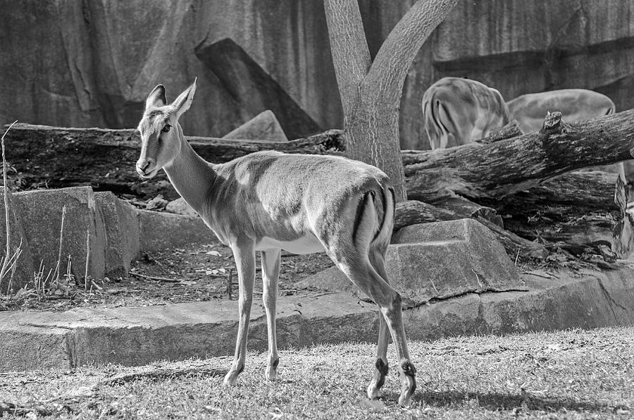 Impala    Black and White Photograph by Susan McMenamin
