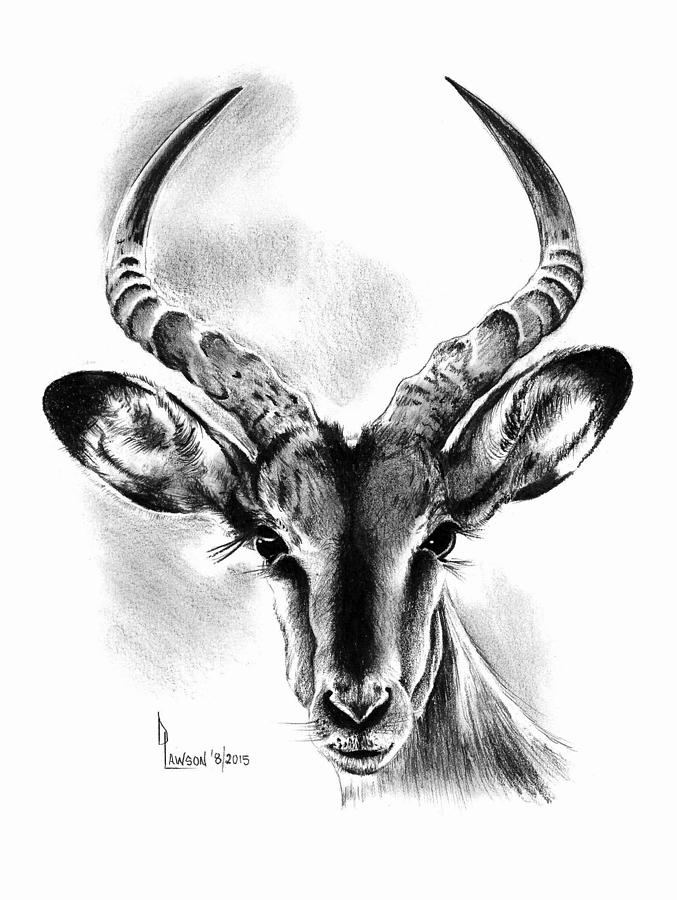 Wildlife Drawing - Impala by Dave Lawson