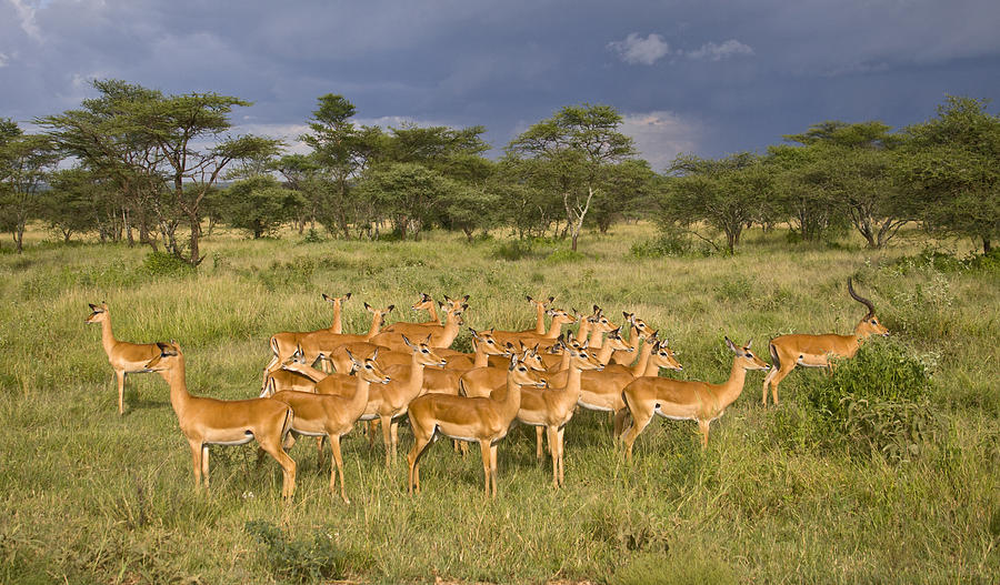 Impala Herd - Serengeti Plains Photograph by Craig Lovell