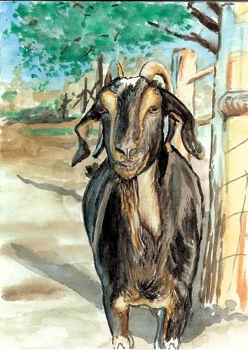 Goat Painting - Impala by Lisa Bruder