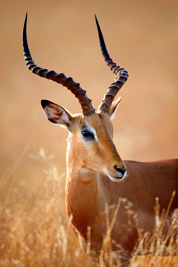 Winter Photograph - Impala male portrait by Johan Swanepoel
