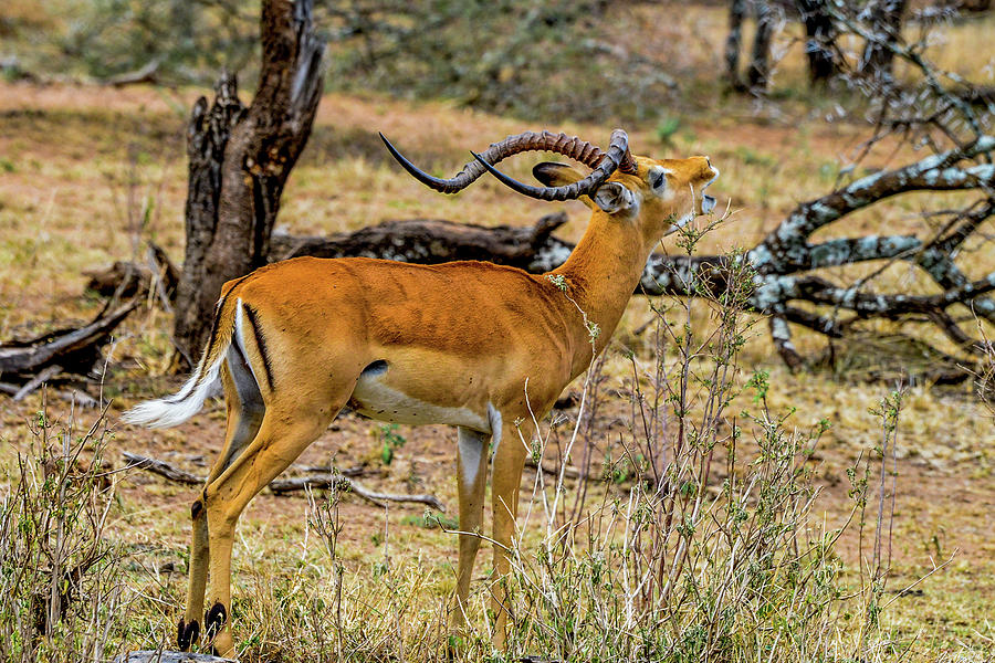 Impala on the Serengeti Photograph by Marilyn Burton