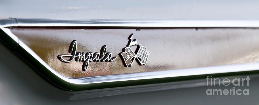 Impala Photograph by Richard Lynch