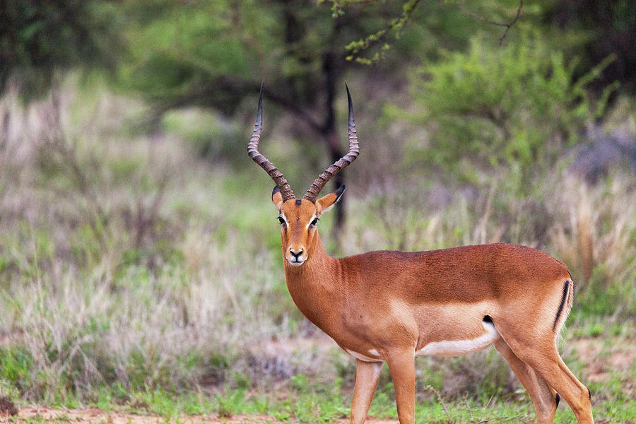 Impala Solo Photograph by Erika Gentry - Fine Art America