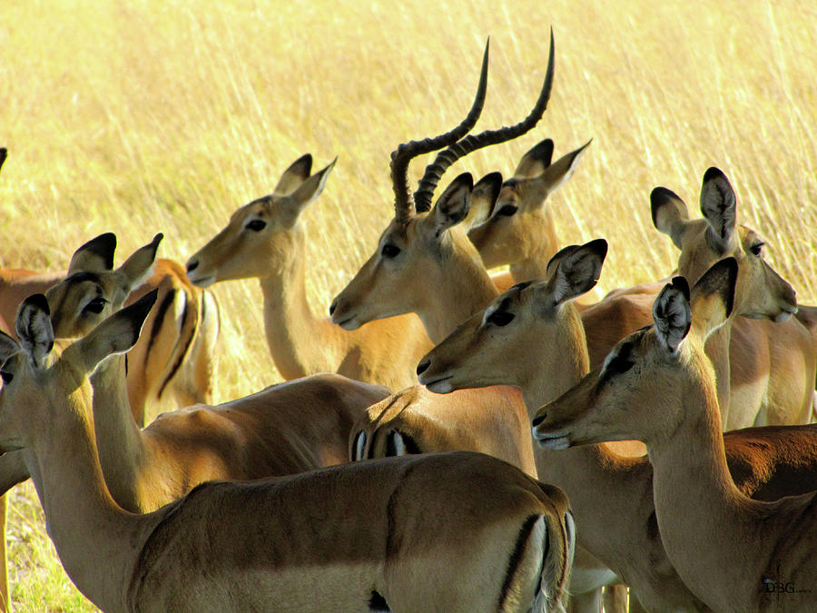 Impalas in the Plains Photograph by David Bader