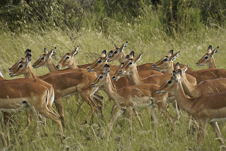 Impalas on the Move Photograph by Michele Burgess