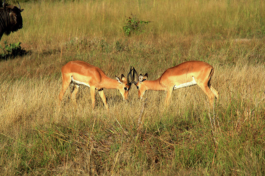 Impalas Photograph by Richard Krebs
