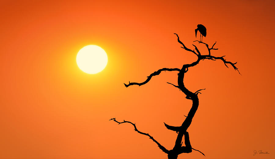 Heron Photograph - Impalila Island Sunset No. 2 by Joe Bonita