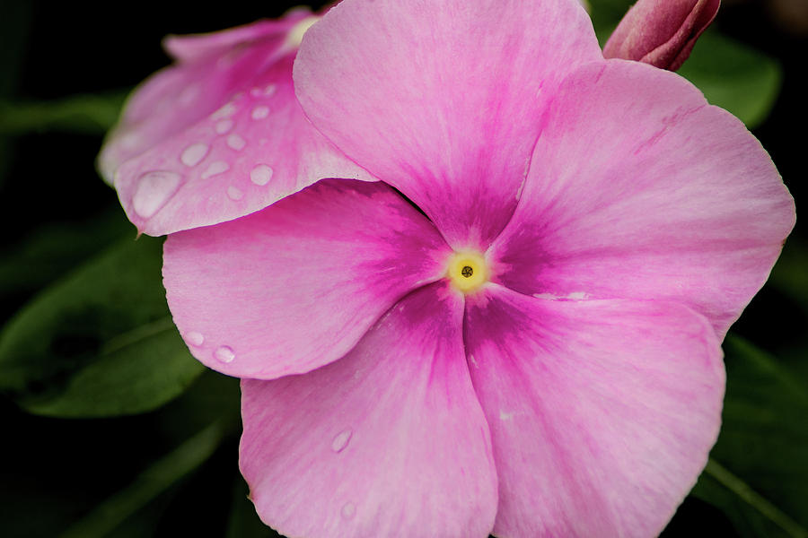 Impatien Flower Photograph by Don Johnson