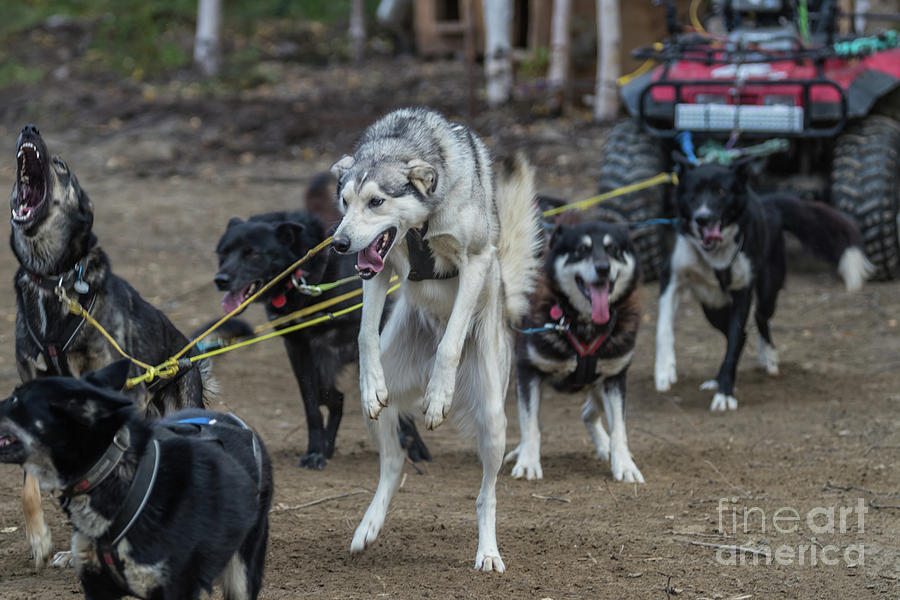 Alaskan Huskies Photograph - Impatience by Eva Lechner