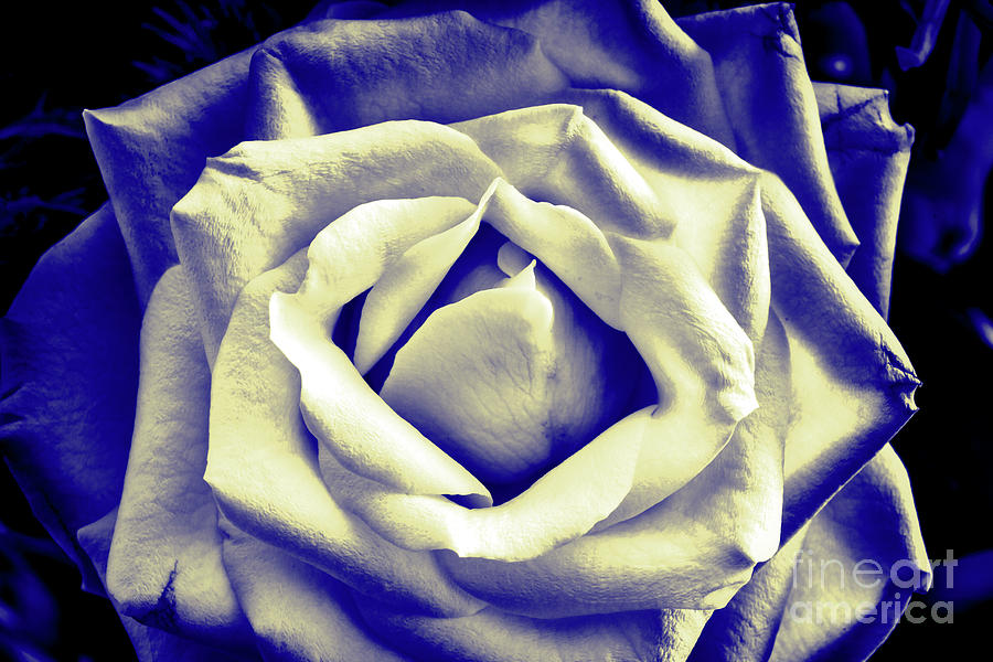 Imperfect Rose Photograph by Jim Orr