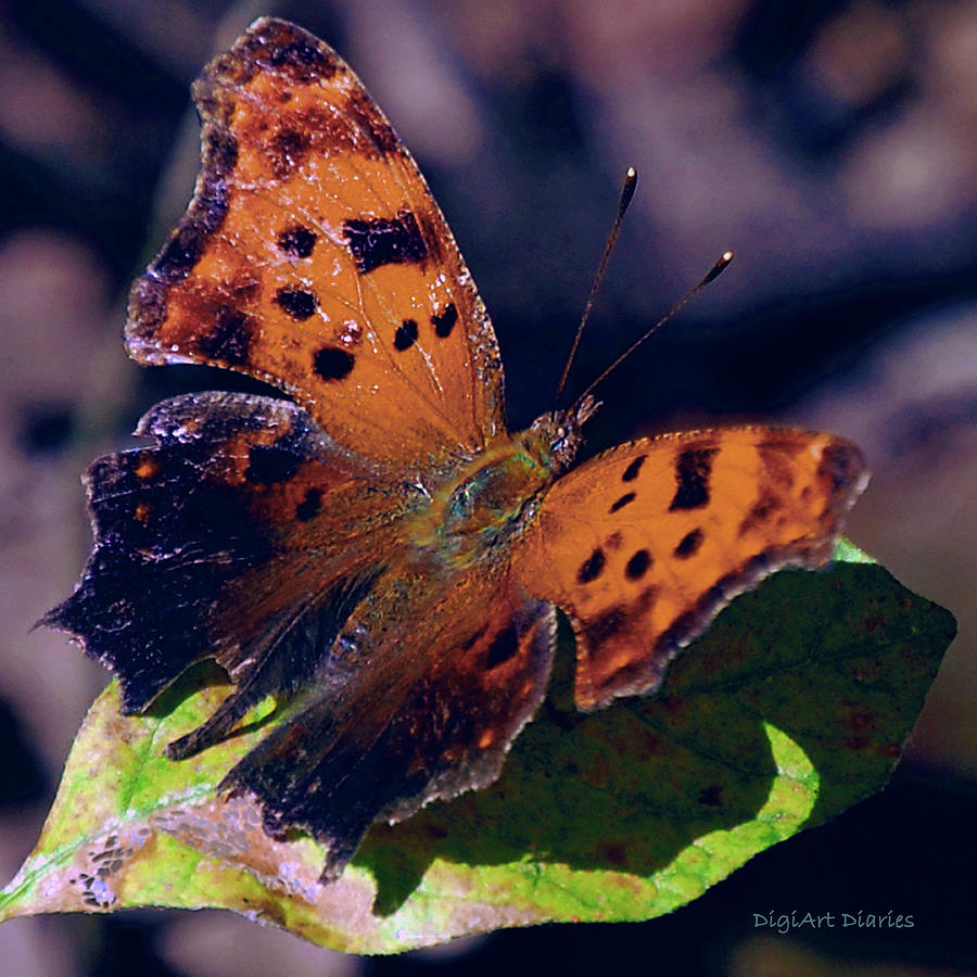 Imperfect Satyr Comma Digital Art by DigiArt Diaries by Vicky B Fuller