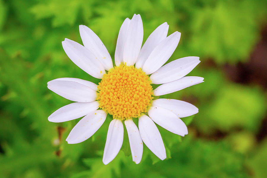 Imperfectly Perfect White Daisy Photograph by The Flying Photographer
