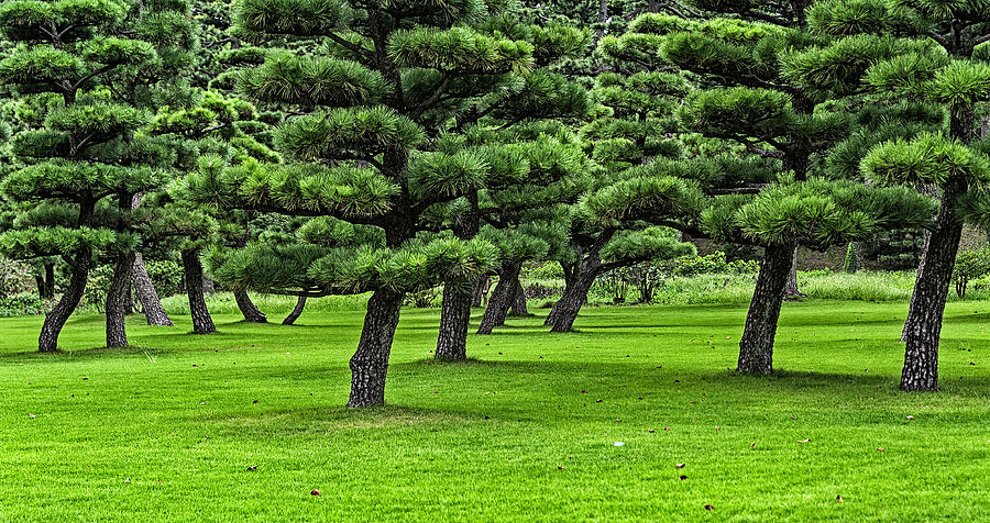 Imperial Garden Tokyo Photograph by Marco Cattaneo | Fine Art America