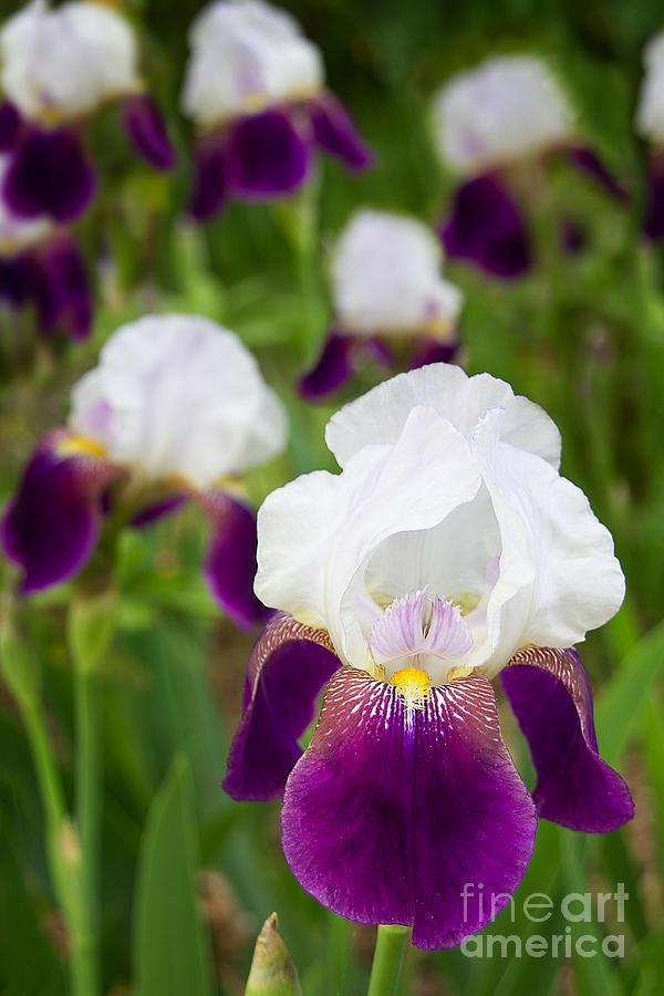 Imperial Iris Photograph by Jemmy Archer