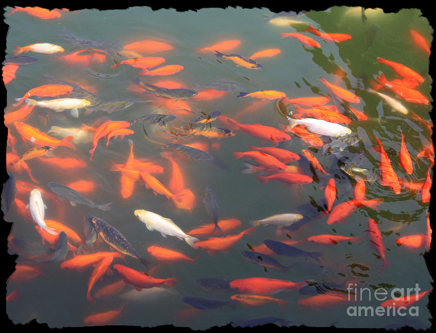 Imperial Koi Pond Photograph by Carol Groenen