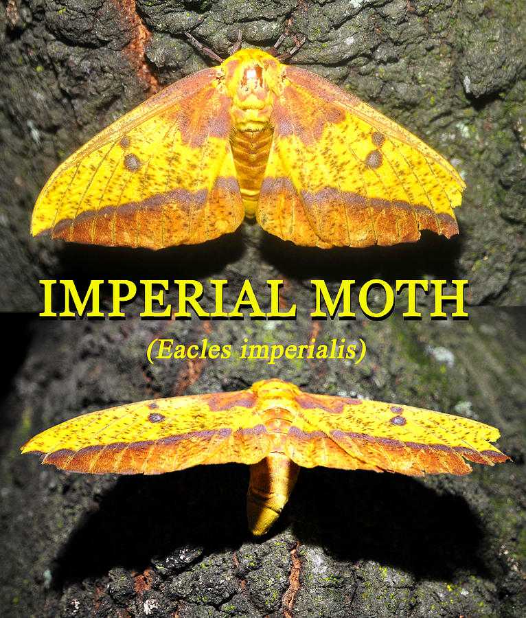 Nature Photograph - Imperial Moth educational by David Lee Thompson