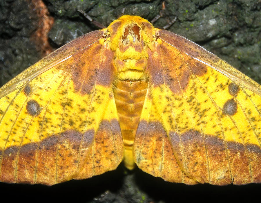 Imperial Moth square cut Photograph by David Lee Thompson