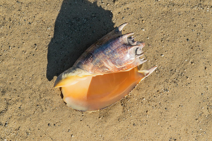 Imperial Volute Seashell Photograph by Frank Wilson