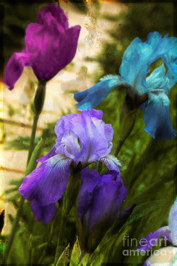 Impossible Irises Photograph