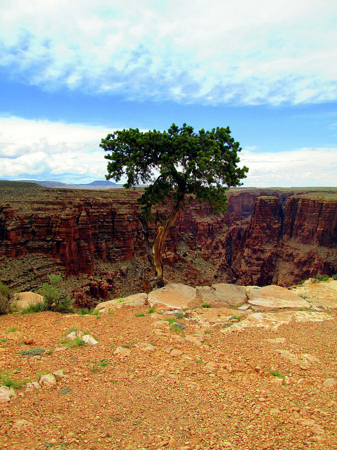 Impossibly Flourishing at the Grand Canyon Photograph by Ilia -