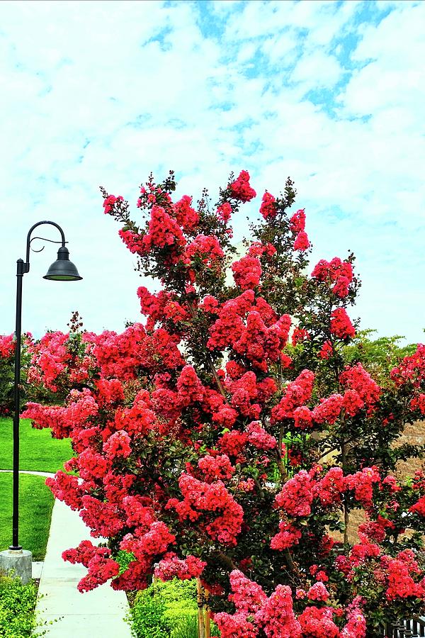 Impossibly Pretty Crape Myrtle Tree Photograph by Kirsten Giving