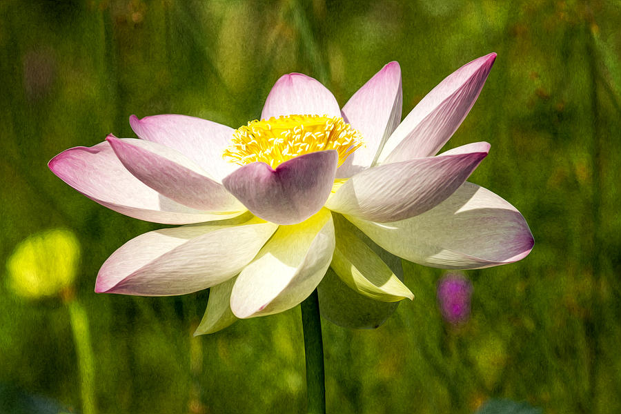 Impression Of A Lotus Photograph by Edward Kreis