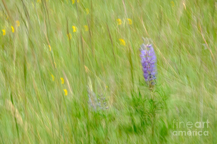 Impression of a Wildflower Meadow Photograph by Marianne Jensen